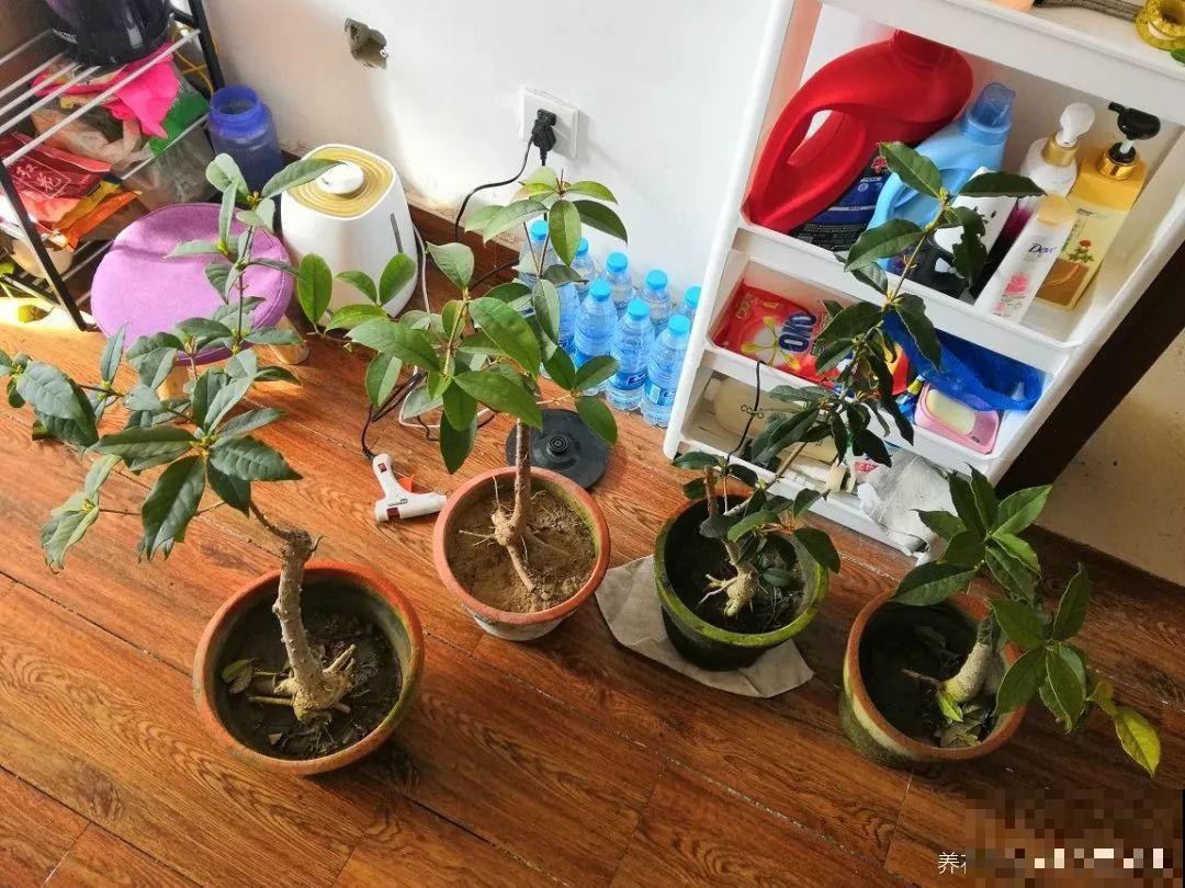 再难养的花，也都有方法来治它，秋天坐等赏花！