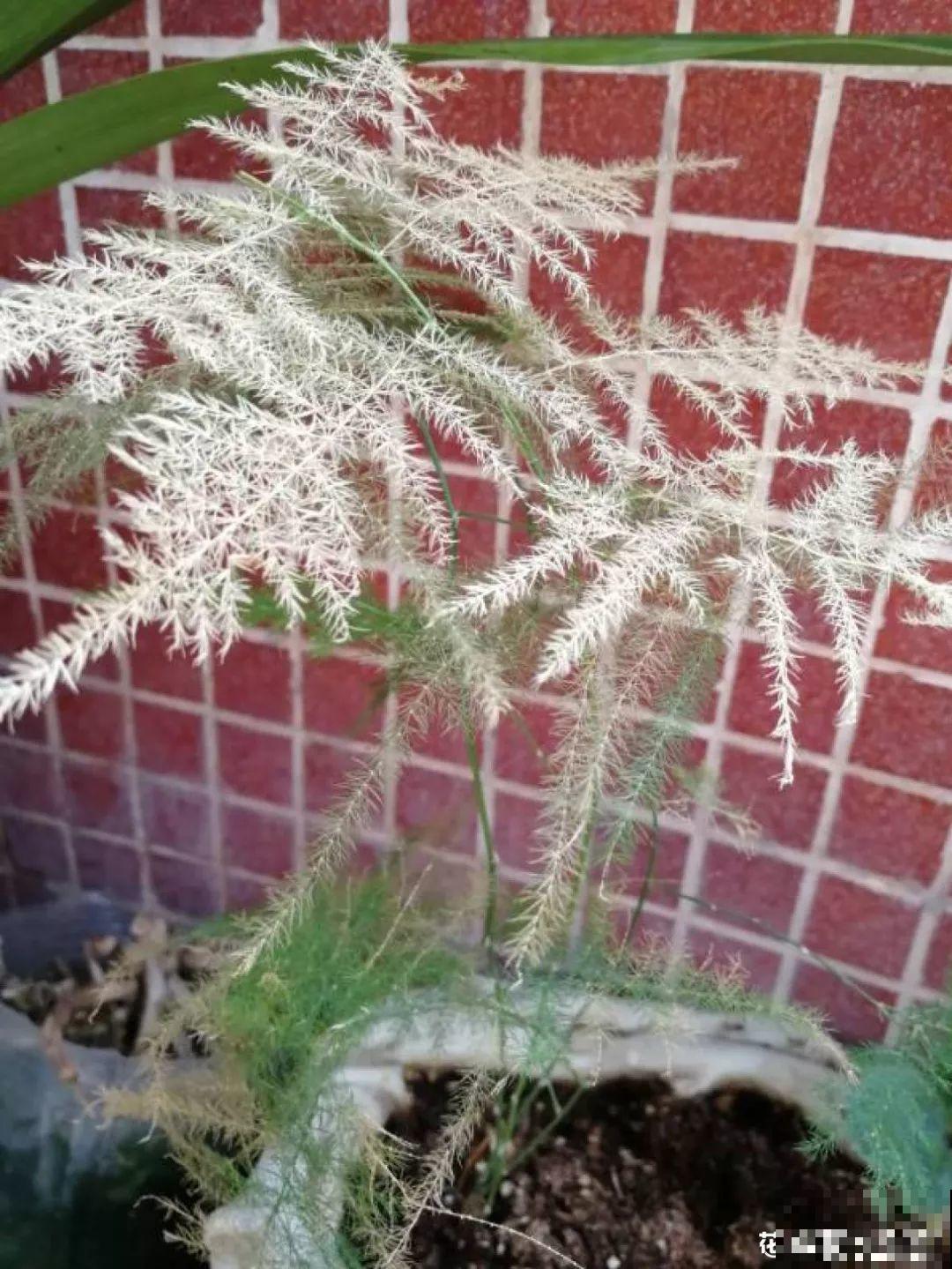 扔路边没人要的花，搬回家剃个头，俩月养成摇钱树！