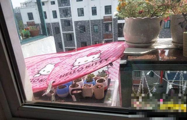 多肉防死6大招，学会养成土肥圆，越老越值钱！