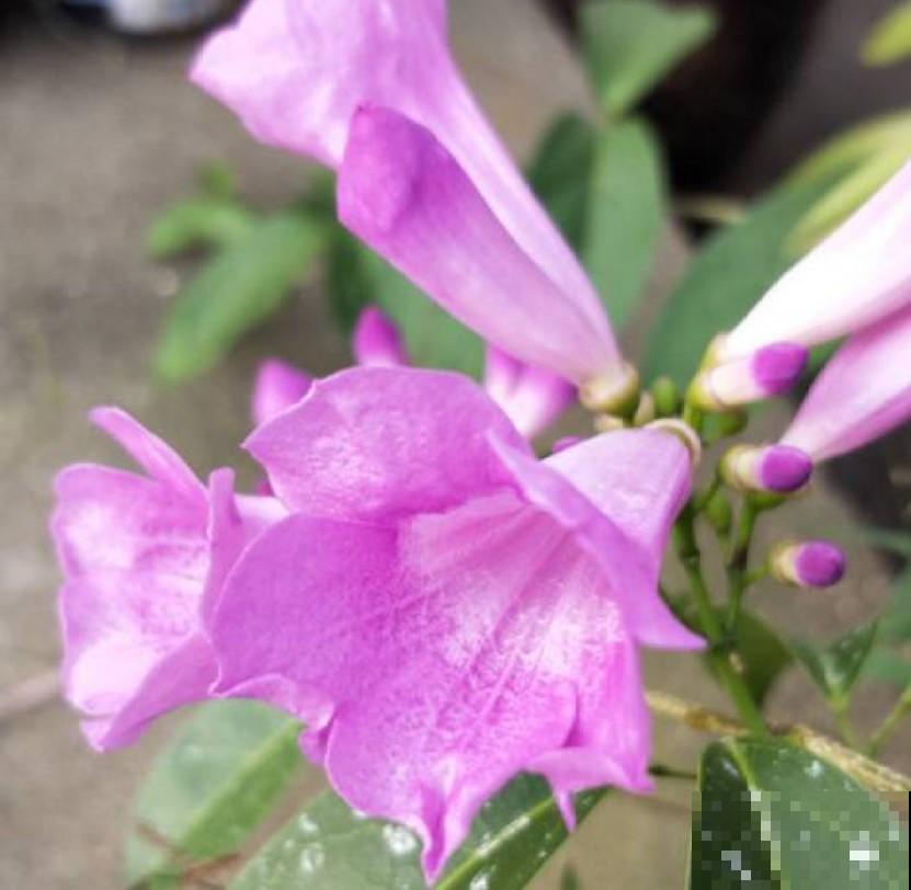 “开花机器”蒜香藤，养在自家阳台，开花数量数不过来！