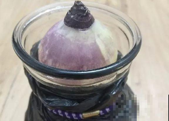 秋冬把它扔水里，不用施肥就开花，比绿萝还好养！
