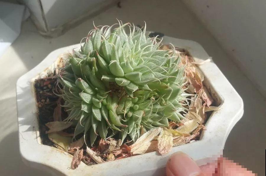 这8种多肉，最适合秋季养，错过后悔一整年！