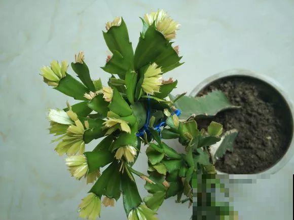 蟹爪兰叶子藏有小机关，打开它，花苞呼呼冒！