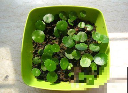 这6种寓意好的花，剪根枝就能活，摆在家里超养眼！