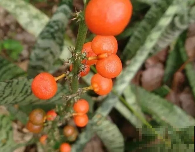 观叶翘楚虎皮兰也能开花结果？按照这样养，7天就能轻松达到！