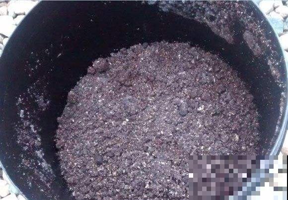 农村没人要的稻壳是养花神器，抓一把撒盆里，立马开出拳头大的花