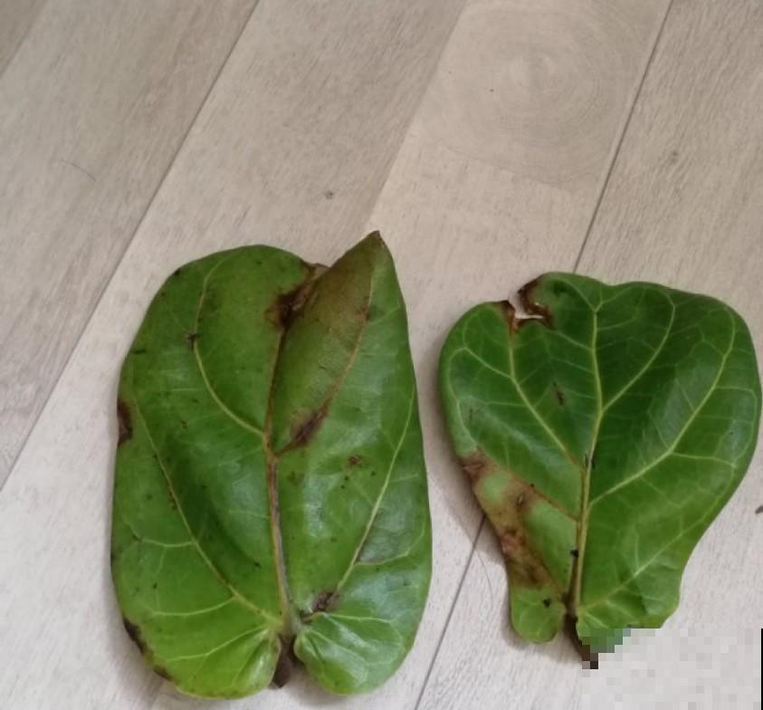 植物也是需要适应环境，注意几点，呼呼长叶子不在话下！