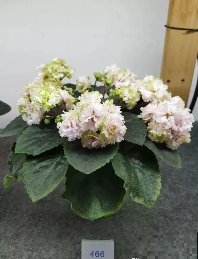 最耐阴的花就是它，光线弱也能开爆盆，越养越上瘾！
