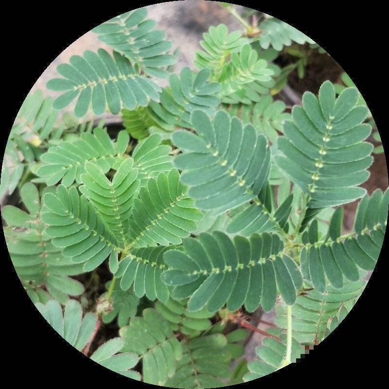 生活中常见，容易被忽视的几种有毒的植物，一招教你识别