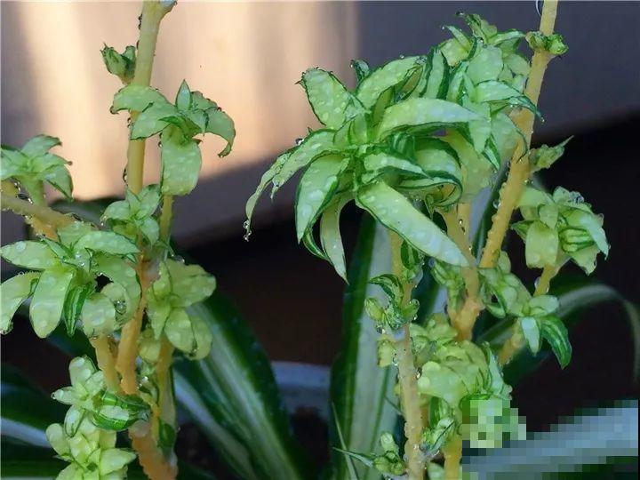 秋天也是施肥季，吊兰有它就够了，用完一次爆芽几十个！