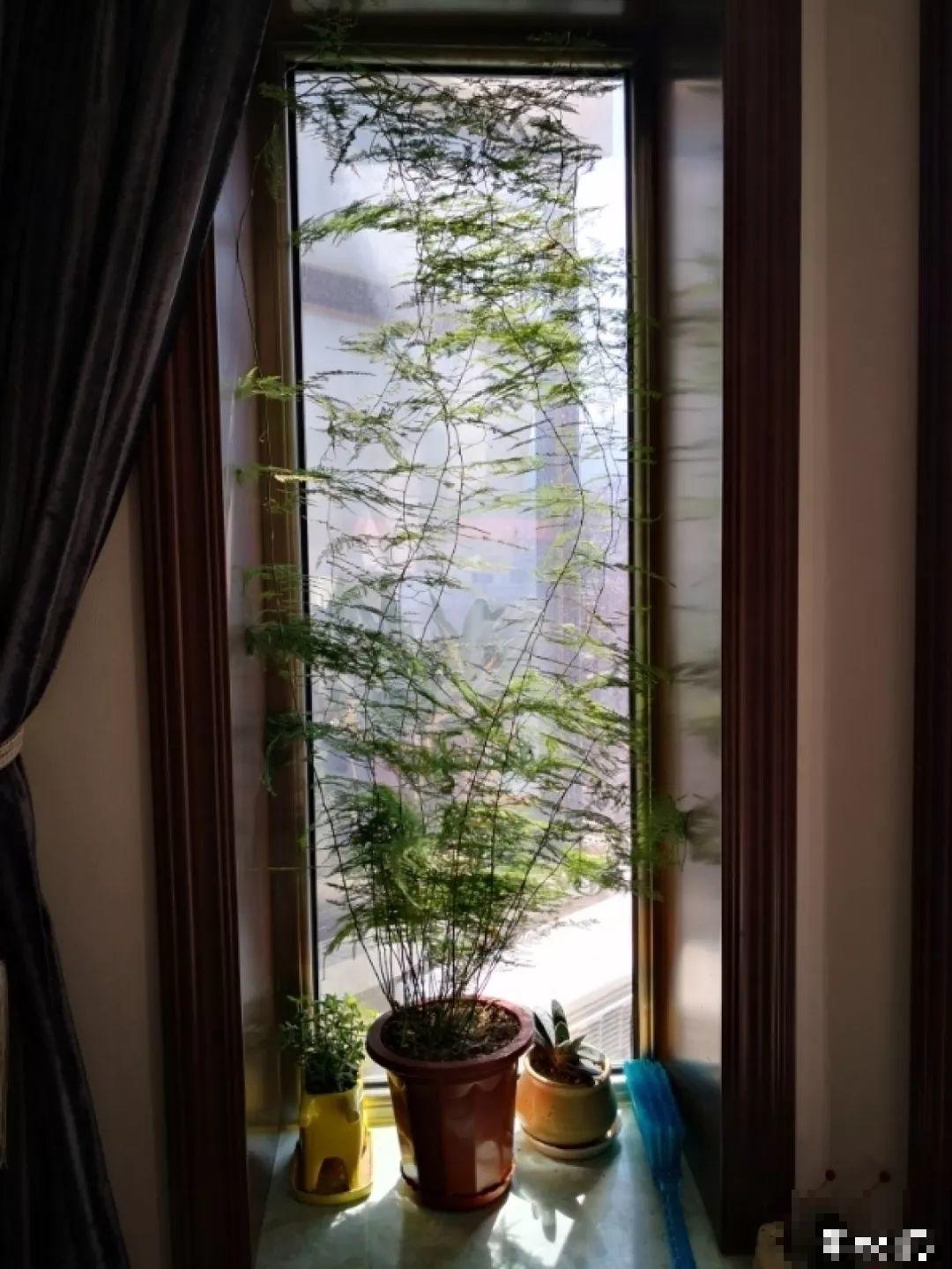 绿萝文竹太好养，用绳子一绑，1个月窜成电视墙！