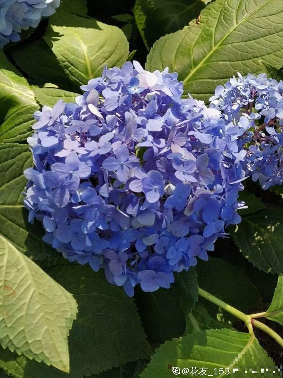 这花一开就成球，耐阴又好养，团团圆圆真喜庆！