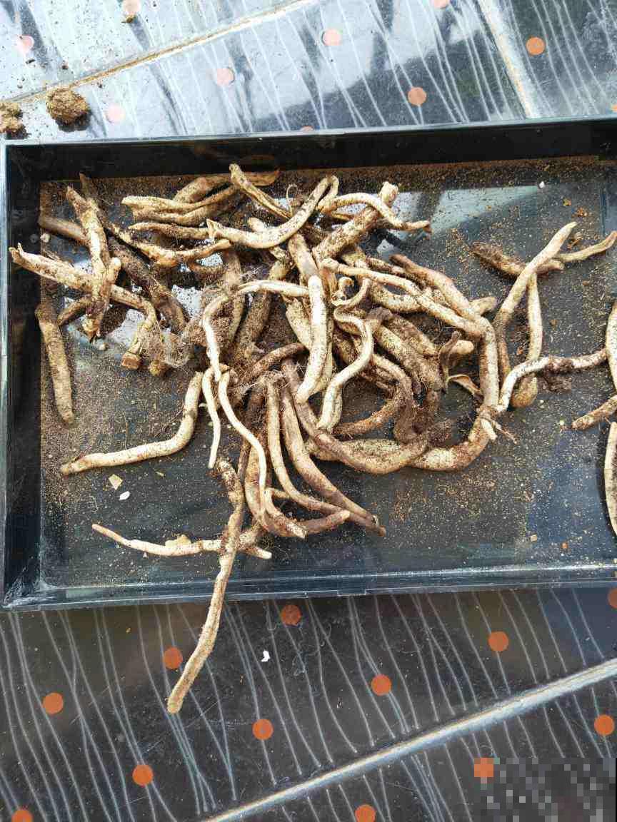 度夏结束盆栽烂了一大片，做完这几步能起死回生，长势比春天还好