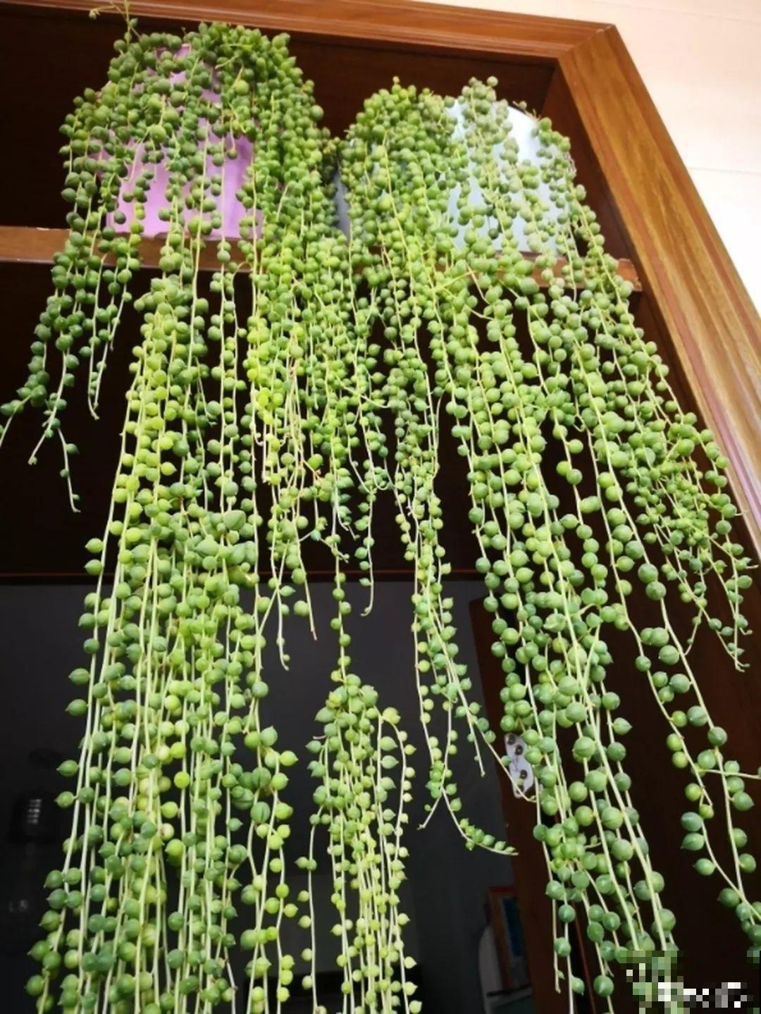 这花就得挂起来养，叶子越来越长，像是天然的小清新窗帘！