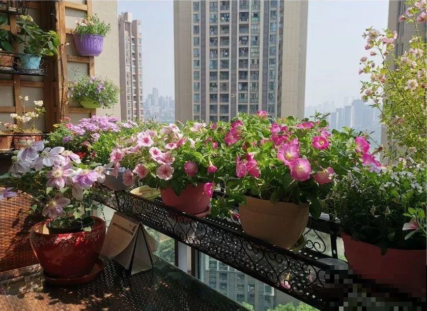 别嫌阳台小，种点花草，感觉真好！