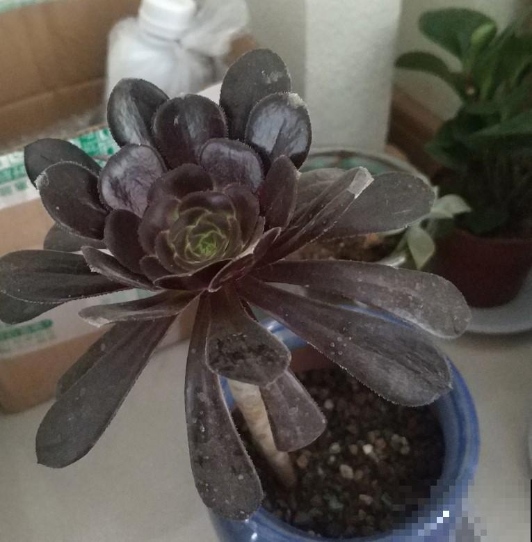 第一次扦插法师，砍头蘸生根水，养活后送人也有面子！