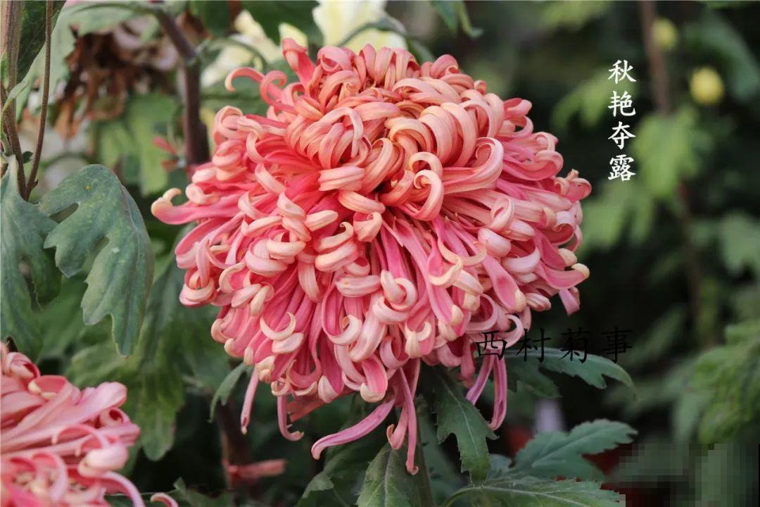 秋天啥花都可以不养，唯独这1种，100盆都不嫌多！