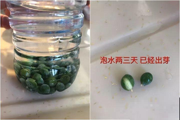 路边银杏摘个果，回家一处理，变成阳台小盆栽！