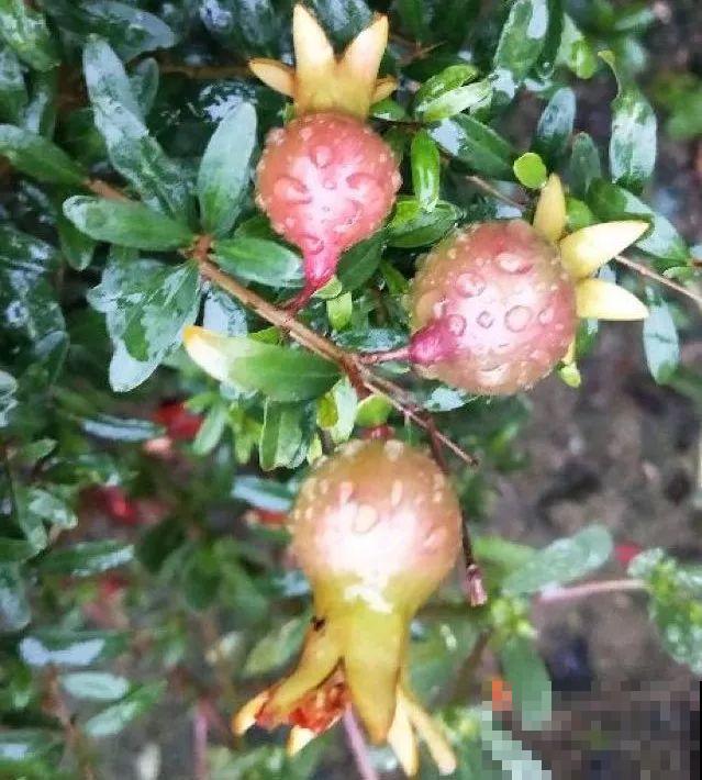 这花开得超喜庆，秋天挂满大红果，养在家里真有面儿