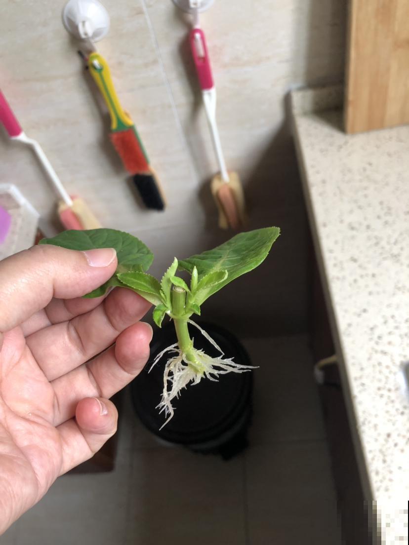 花不适应秋天发黄咋办？别着急，只要给它吃点药就行！
