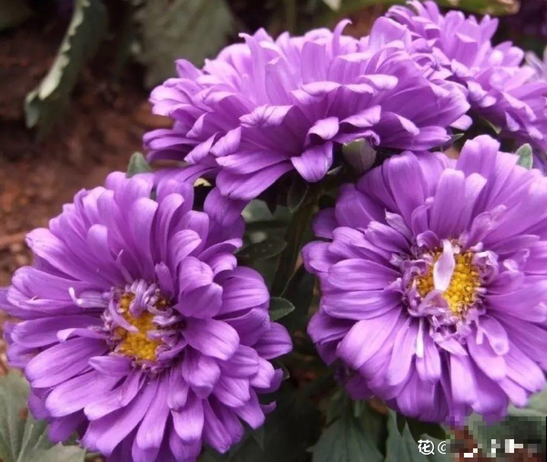 9月，这6种菊花最受欢迎，开花又密又多，摆哪里都是花园！