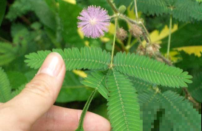 这几种花千万别轻易放家里，不然后悔都来不及，快看你家有没有！