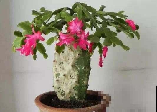 仙人掌这样嫁接，接上就能活，花开十多年！