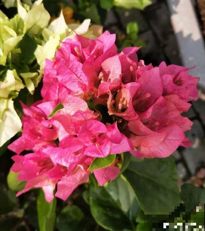 三角梅不开花？旱它15天，花苞蹭蹭往外冒！