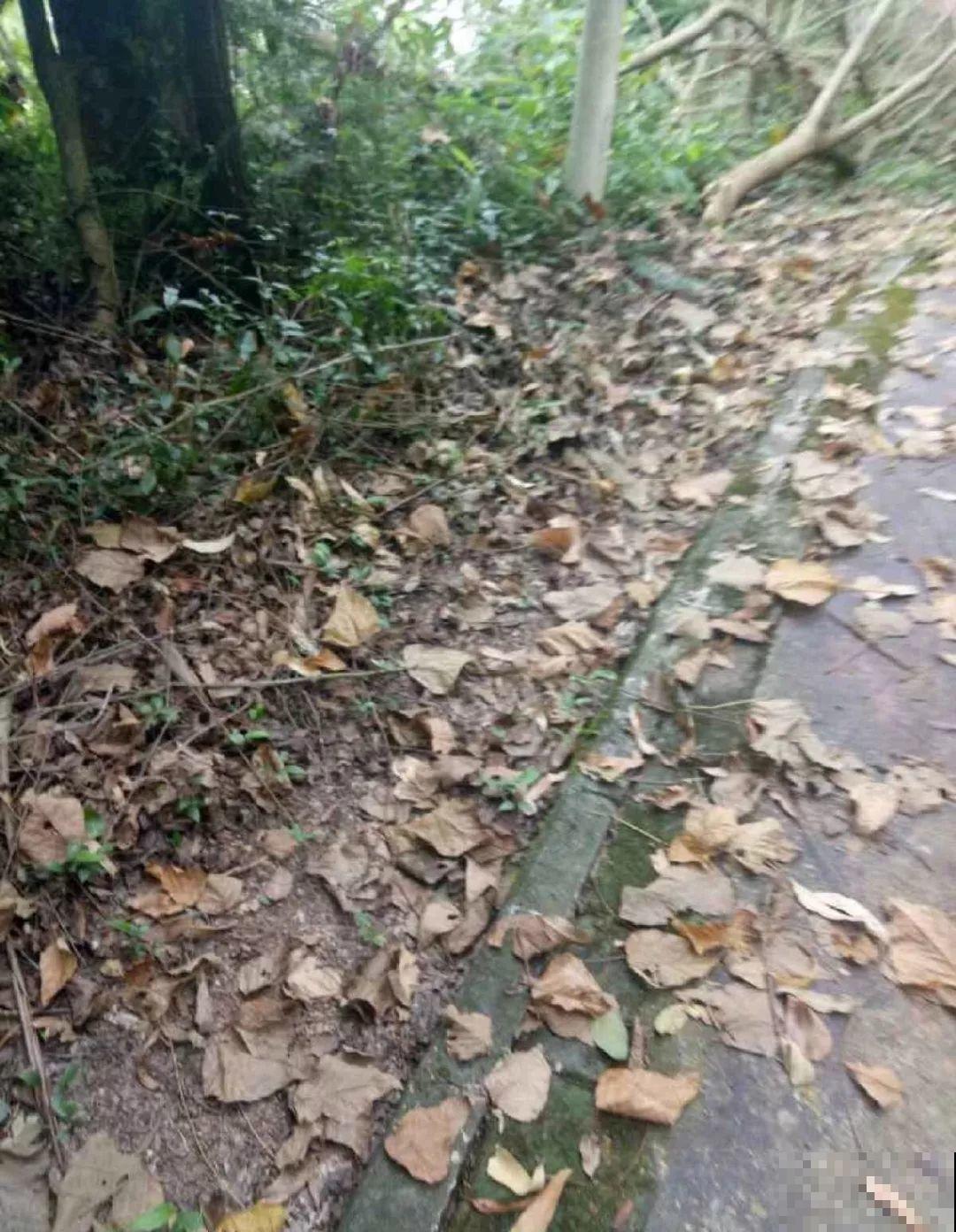 路边捡点它，开水里一烫捂2周，比淘米水肥效果还高！