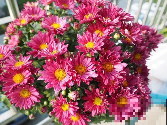 9月，这6种菊花最受欢迎，开花又密又多，摆哪里都是花园！