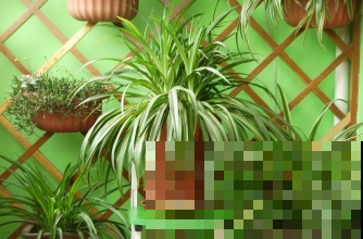 你们家里有养这些绿植吗？净化空气，关键还能护眼！