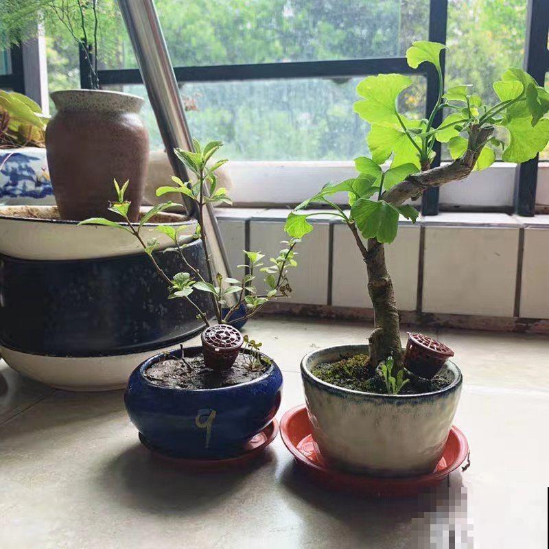 这花结满红果子，比菊花都好看，越养越上瘾！