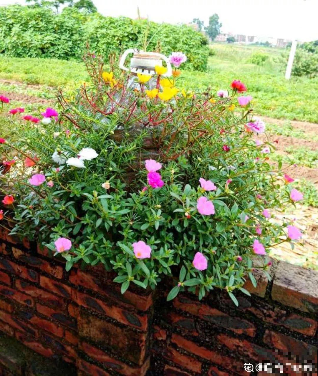 把花插在油桶里，疯狂晒7天，开成大花柱！