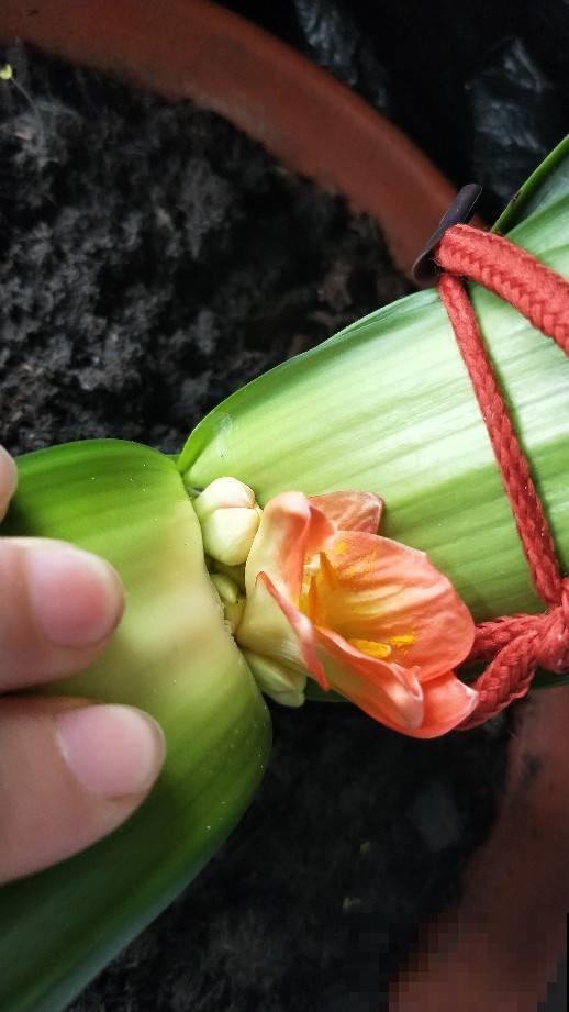 君子兰花苞在叶子里躲猫猫？赶紧上这猛招，几天就呼呼催出大花头