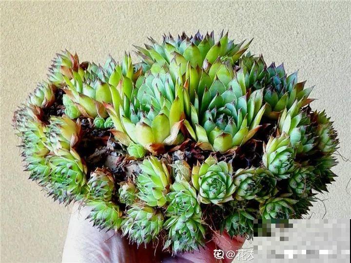 不是所有多肉都爱晒太阳，有的不是晒裂就是长斑了，越养越丑！