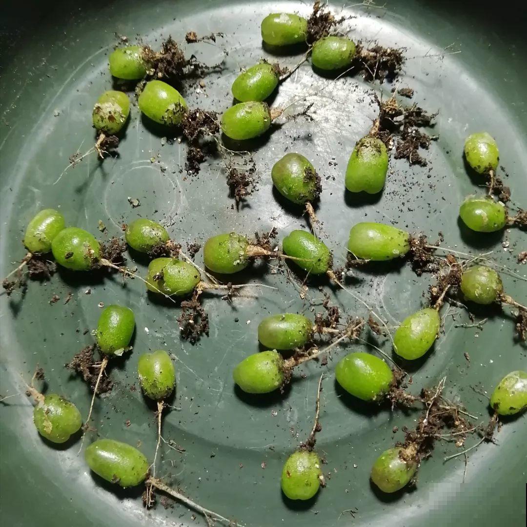 这8种花，养养就成巨无霸，3个大汉都搬不动！