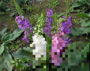 秋天也能播种美花？这花播撒正是时候，找个盆扔进去就窜满苗！