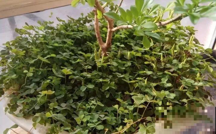 盆里有这3个东西，赶紧换盆换土，不然花越长越差！