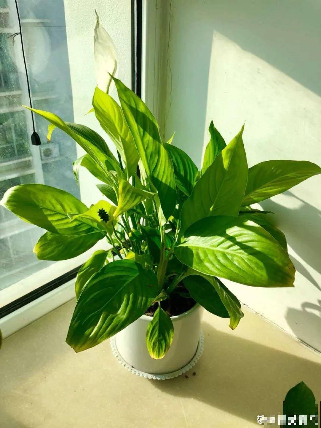 11月逛花市，这10种花还是别买了，养不活浪费钱！