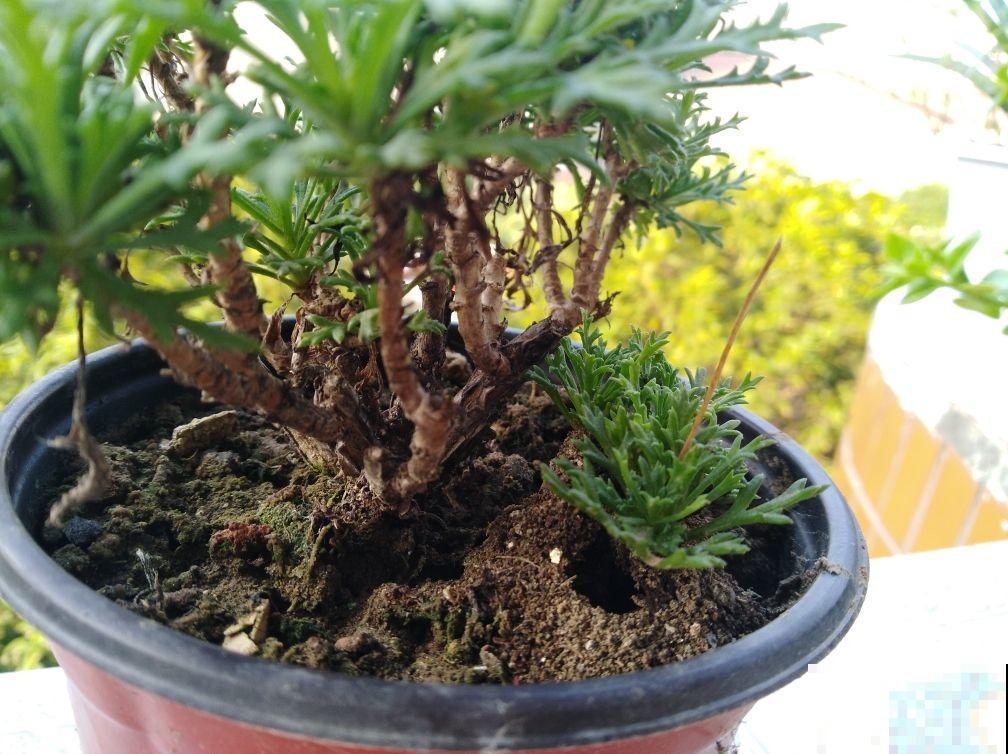 花盆里爬满蚂蚁怎么办？爬来爬去可吓人了，教你解决！