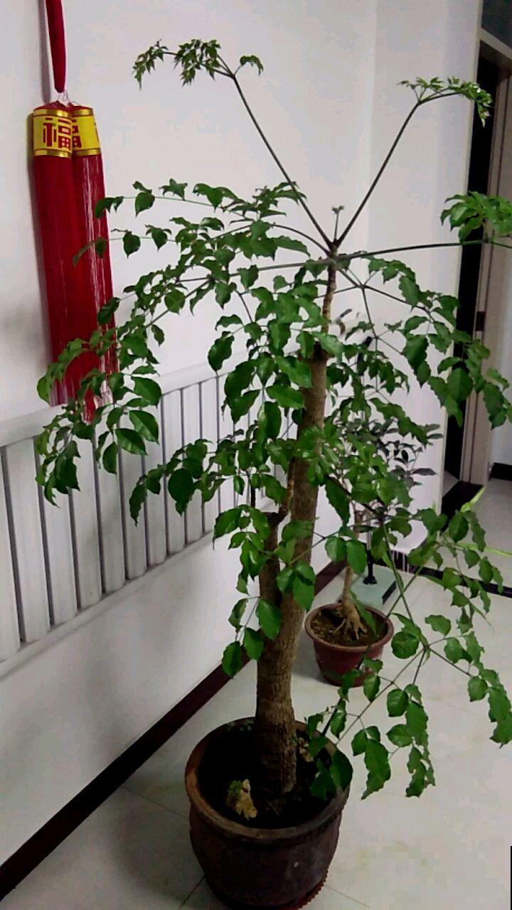 幸福树很好养？叶子是关键，一言不合就掉落、长斑