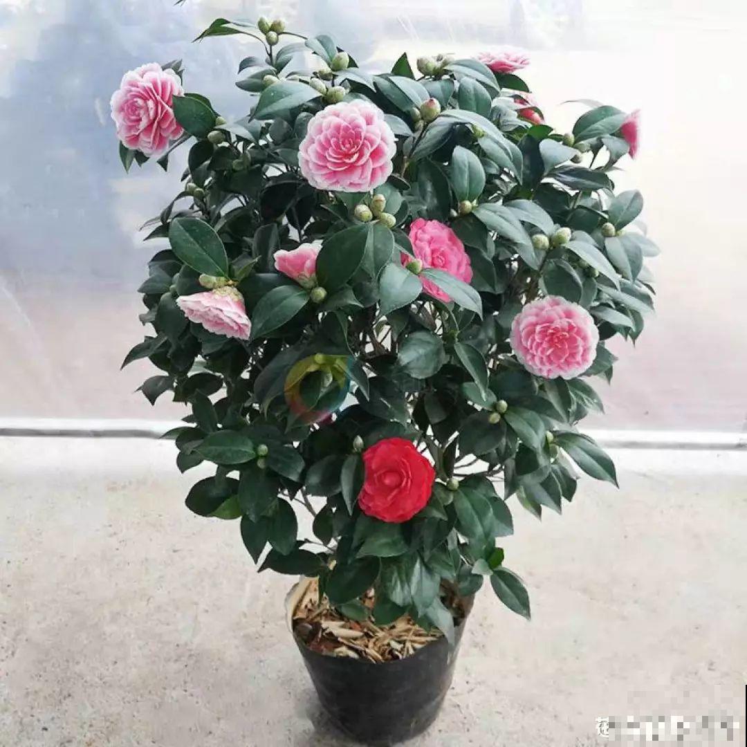 这花公认难养，冬天别急着搬屋里，小心花苞掉一地！