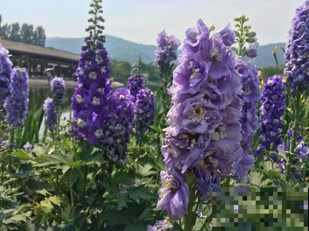 秋天也能播种美花？这花播撒正是时候，找个盆扔进去就窜满苗！