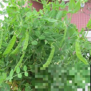 现在还能种豆？是的你没听错，几粒就能种出一大箩筐！