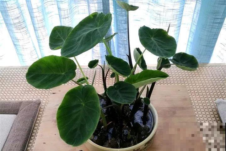 这花长得2米高，拎出来一看，结出30个小芋头！