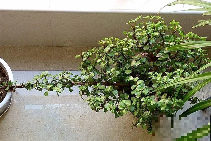 40种常见花，冬天就这么养，叶子绿油油照开不误！