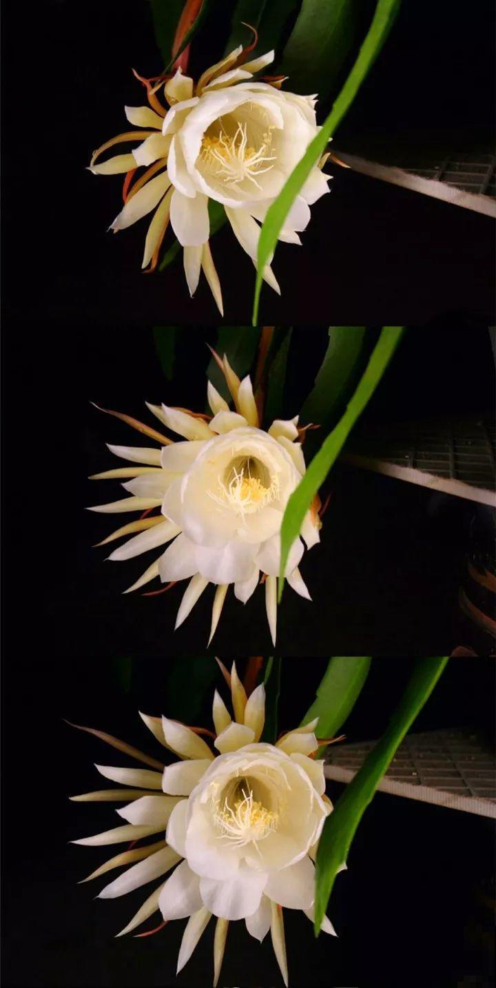 3种花爱吃油，秋天土里埋一勺，比施肥还管用！