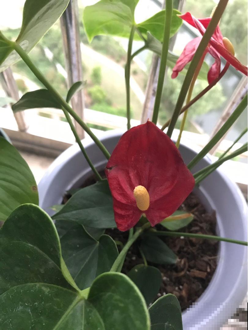 精心养护的红掌，结果养着养着就褪色，难道买到假花？