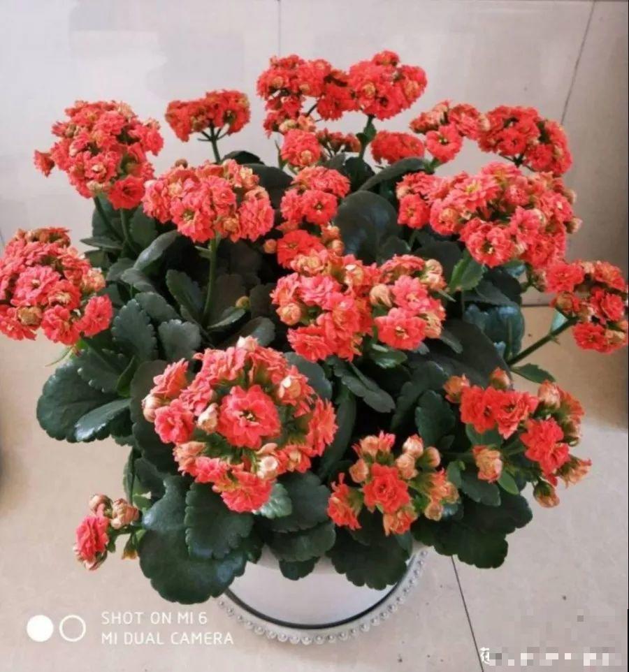 长寿花这么养，开成一个花球，一年到头叶子绿油油！