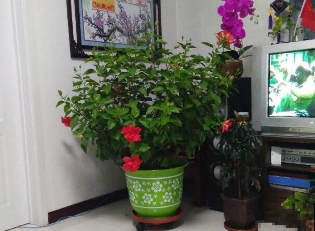 都说这花不吉利，其实开着大红花非常漂亮，你会在家养一盆吗？